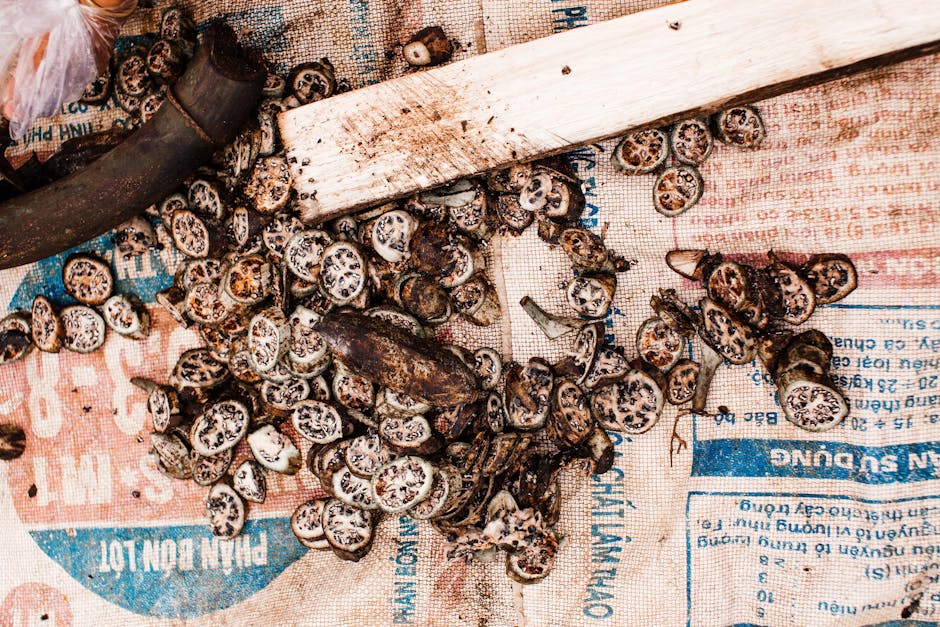 Getrocknete Samenhülsen und Samenpäckchen auf Holzoberfläche